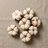 Baumwolle Bollen, sieben Bollen flach auf Leinen