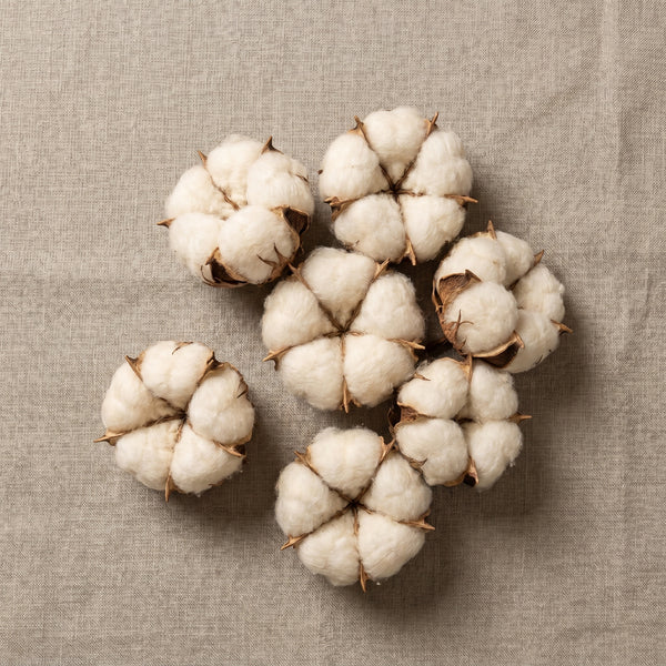 Baumwolle Bollen, sieben Bollen flach auf Leinen
