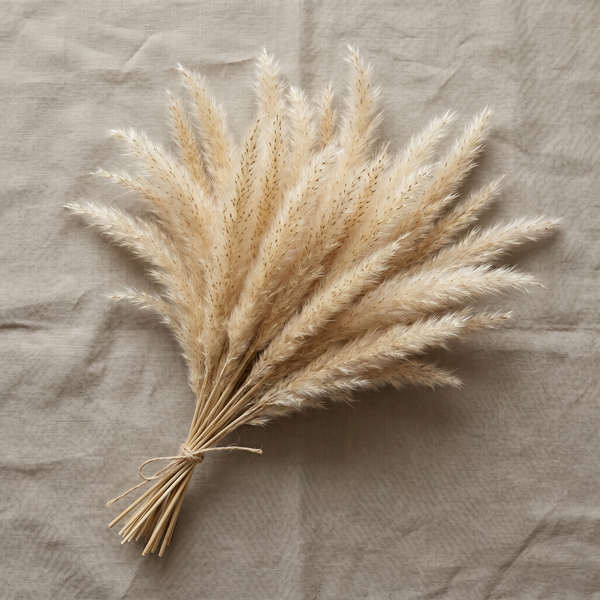 Pampasgras Mini Natur, gebundener Bund
